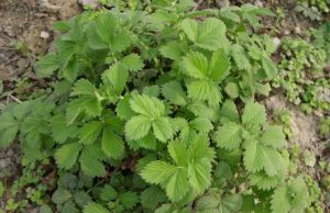 抗癌中草药第一名，从癌晚期到消失，3种实惠管用的中草药