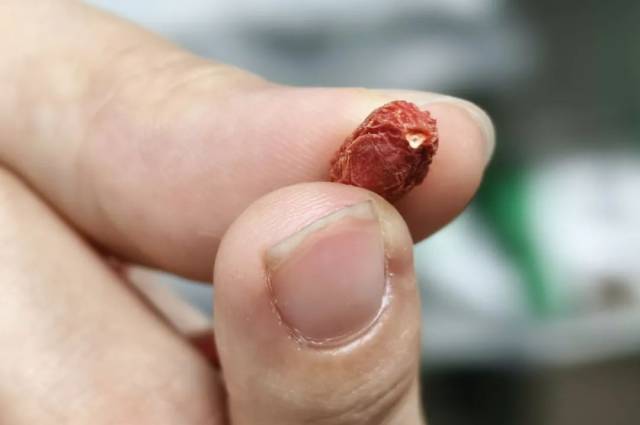 保温杯泡枸杞?小心硫磺熏过的毒枸杞