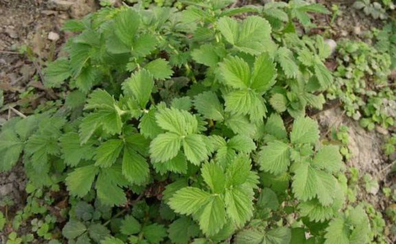 抗癌中草药第一名,从癌晚期到消失,3种实惠管用的中草药